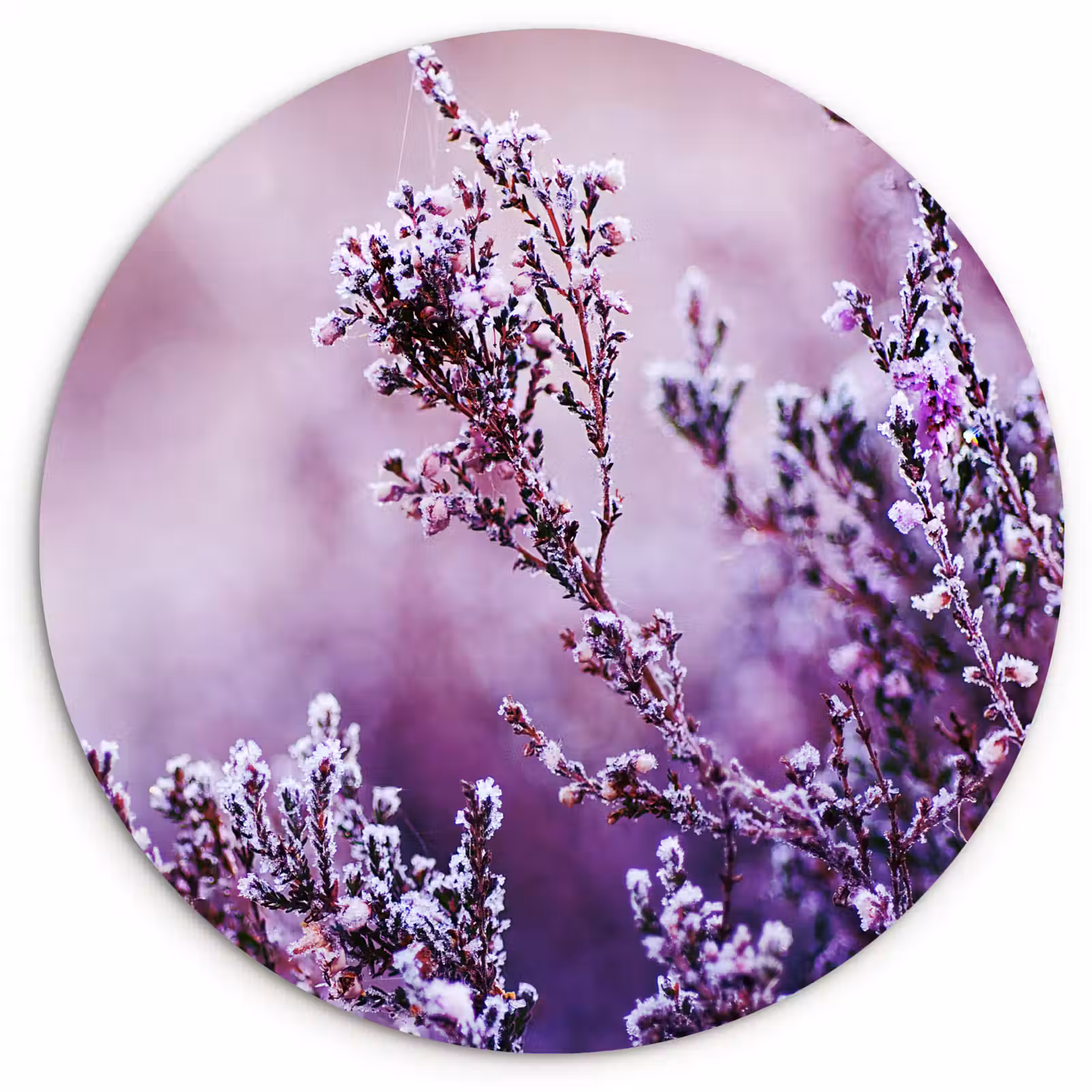 Muurcirkel - Lavendel - Winter - Bloemen - Paars — 1