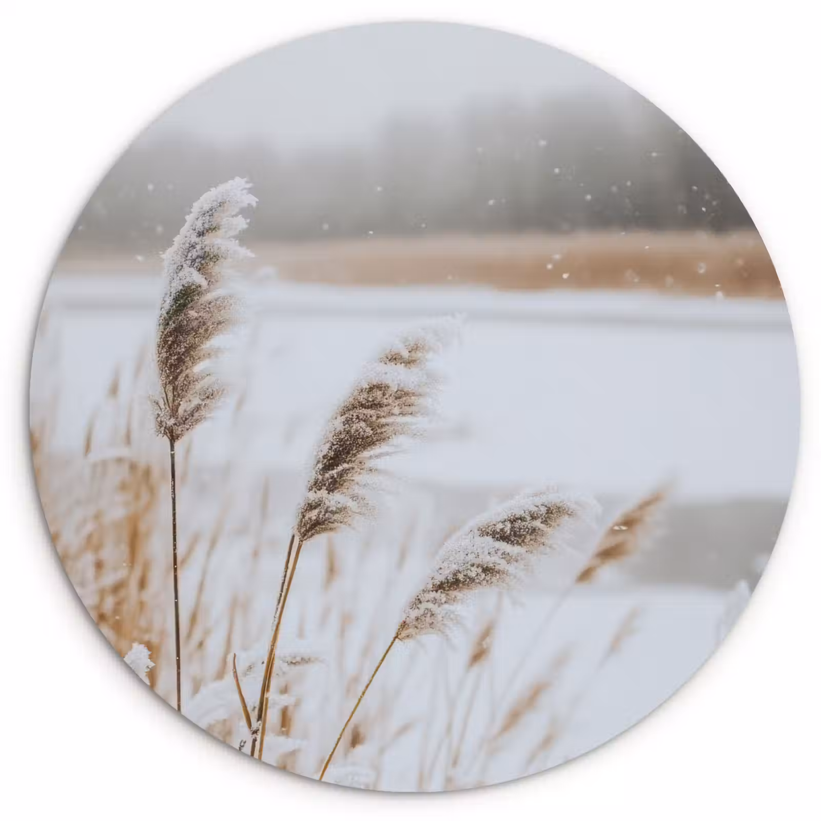 Muurcirkel - Riet - Meer - Winter - Natuur - Sneeuw - Beige — 1