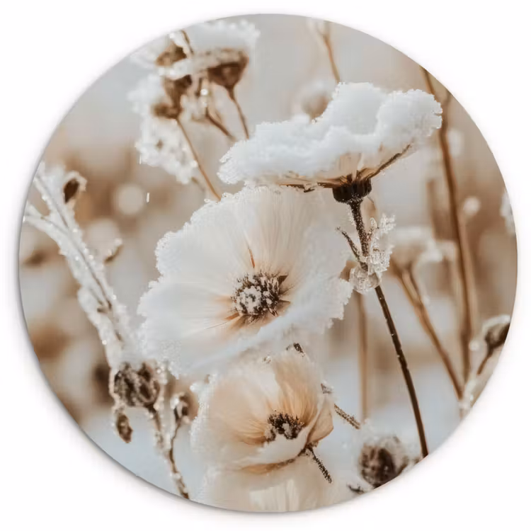 Muurcirkel - Bloemen - Winter - Wit - Sneeuw - Beige — 1