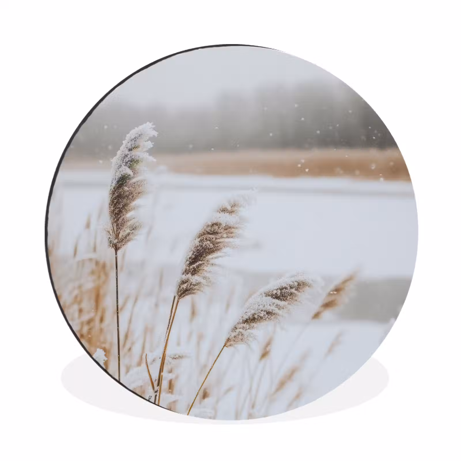 Riet - Meer - Winter - Natuur - Sneeuw - Beige — 1