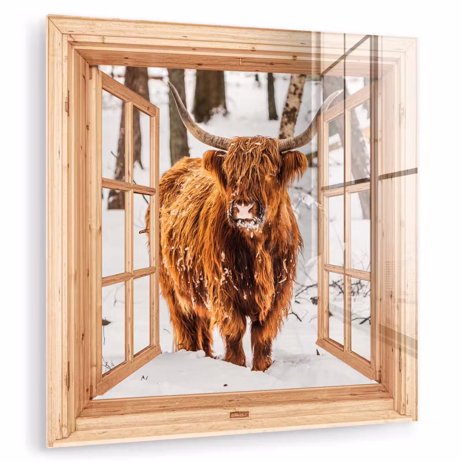 Glas schilderij - Schotse Hooglander - Winter - Landschap - Natuur - Dieren - Doorkijk — 1
