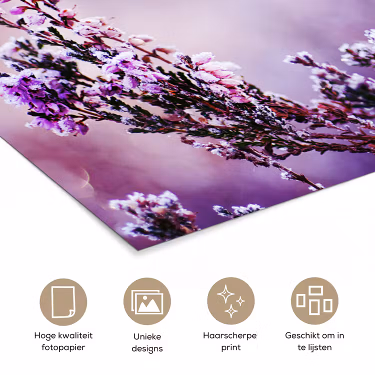 Poster - Lavendel - Winter - Bloemen - Paars — 5