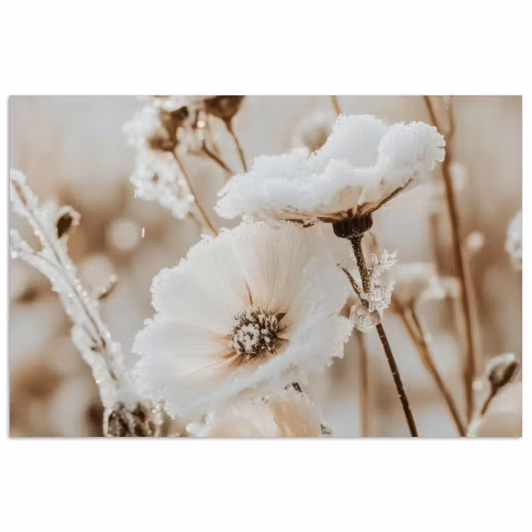Poster - Bloemen - Winter - Wit - Sneeuw - Beige — 1
