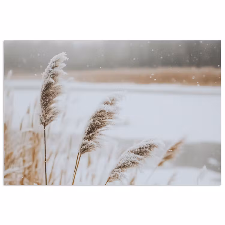 Poster - Riet - Meer - Winter - Natuur - Sneeuw - Beige — 1