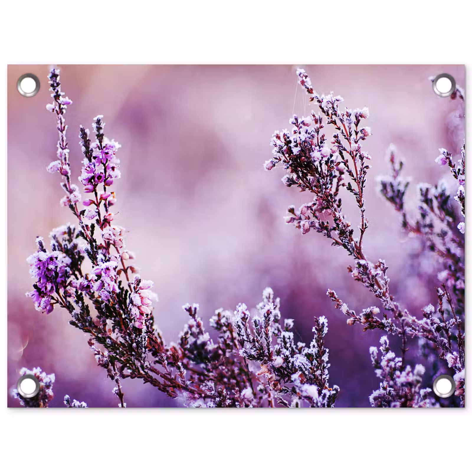 Tuinposter - Lavendel - Winter - Bloemen - Paars — 1