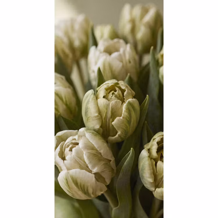 Behang - Bloemen - Groen - Natuur — 2