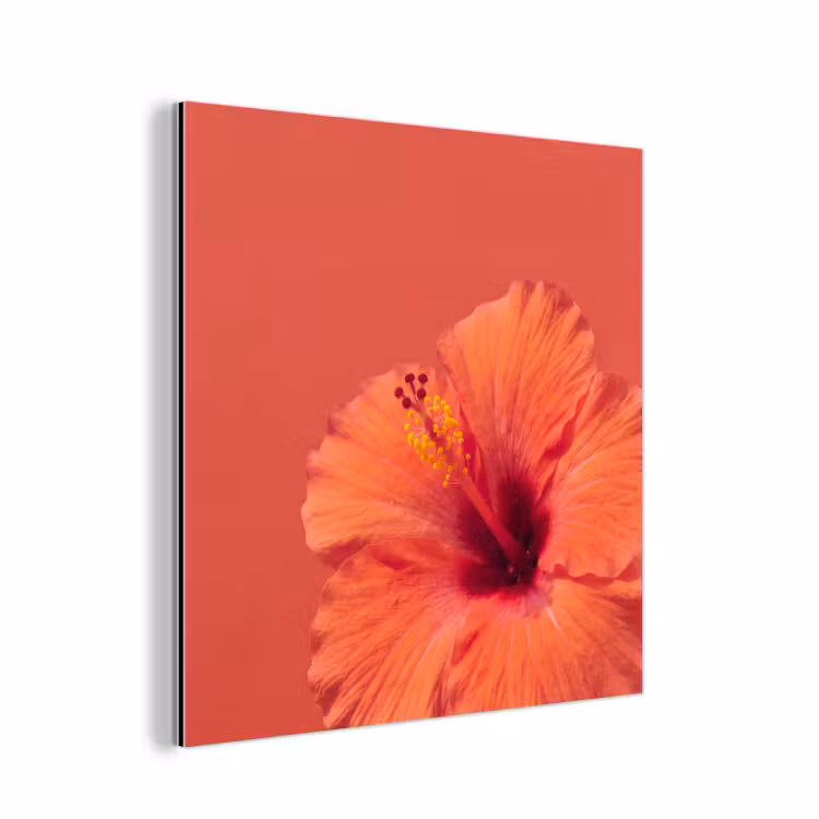 Aluminium schilderij - Bloemen - Oranje - Natuur — 1