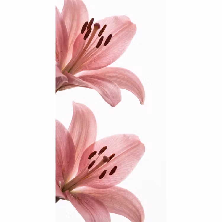 Behang - Bloemen - Zacht - Modern — 2