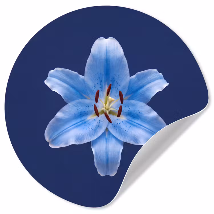 Behangcirkel - Blauwe lelie - Bloemen — 1