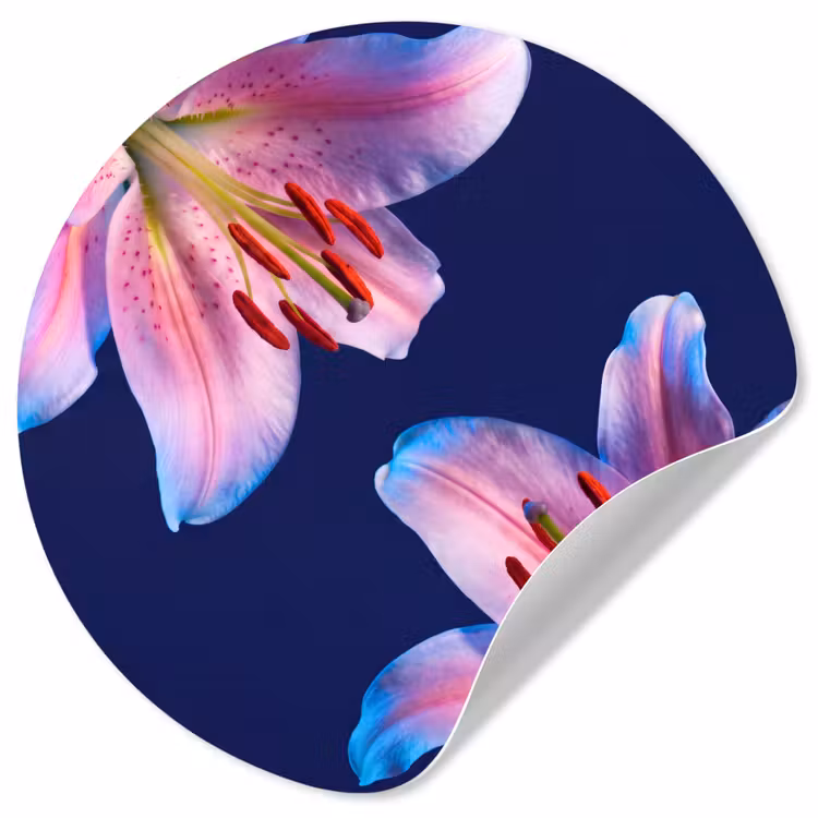 Behangcirkel - Bloemen - Kleurrijk - Botanisch — 1
