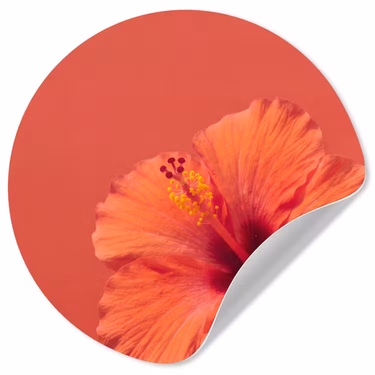 Behangcirkel - Bloemen - Oranje - Natuur — 1