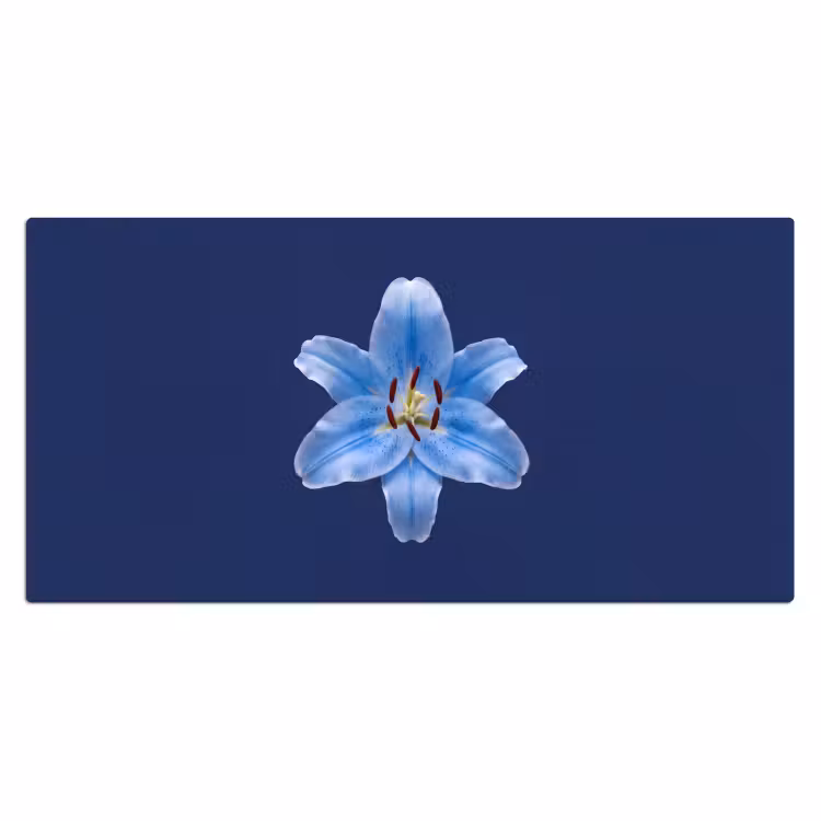Bureau onderlegger - Blauwe lelie - Bloemen — 2