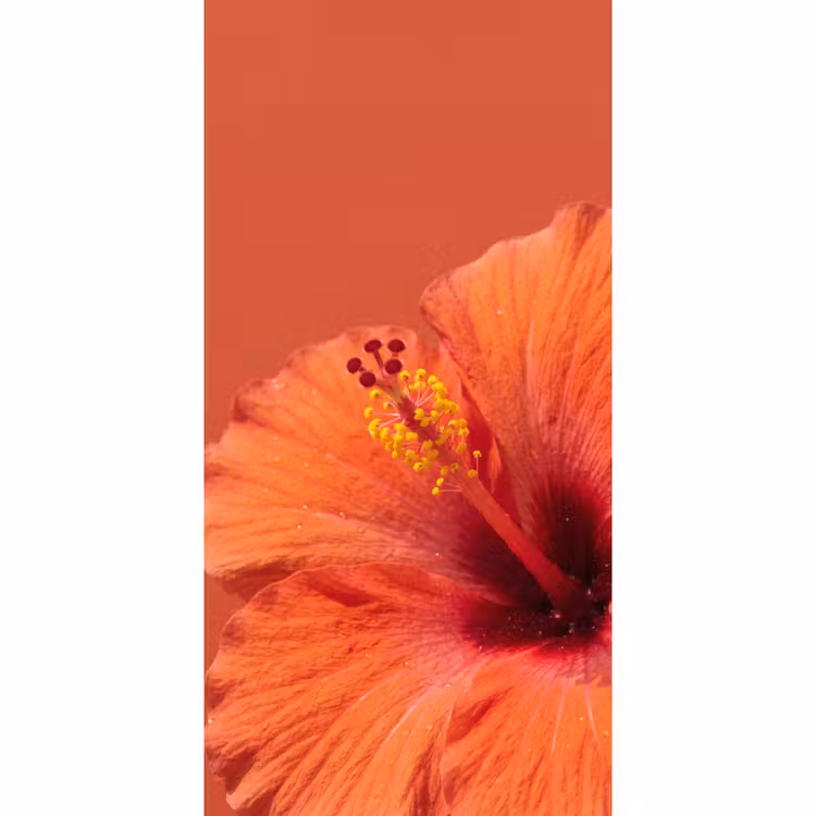 Behang - Bloemen - Oranje - Natuur — 2