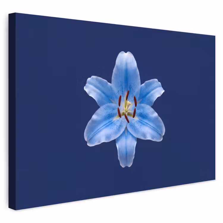 Buiten canvas - Blauwe lelie - Bloemen — 1