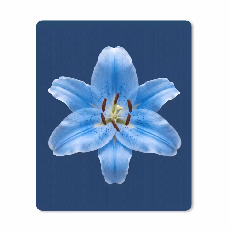 Muismat - Blauwe lelie - Bloemen — 1