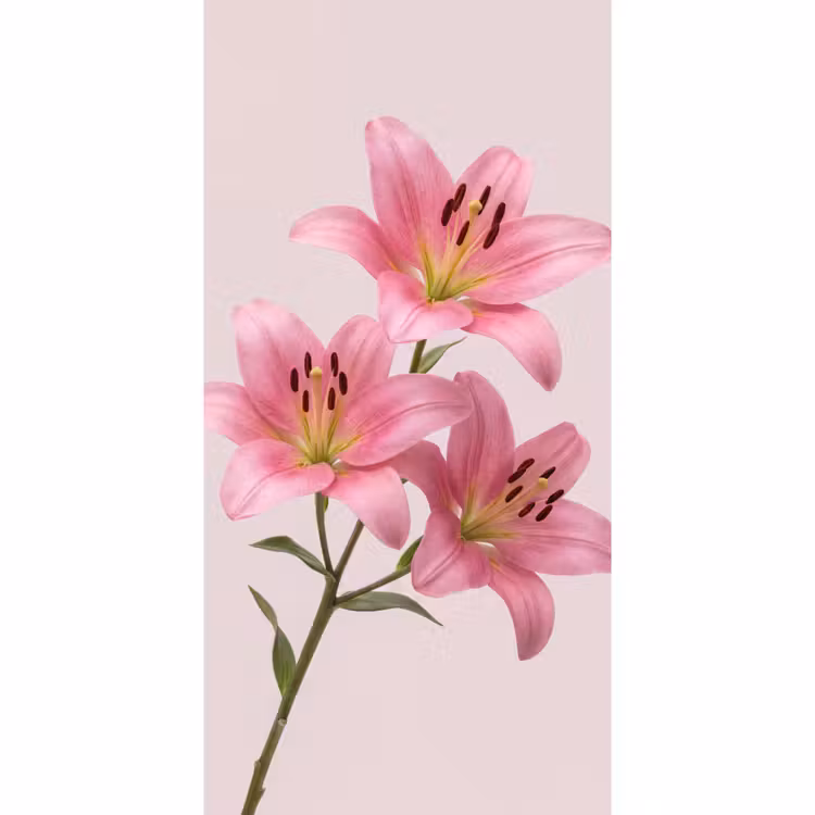 Behang - Bloemen - Zacht - Roze — 2