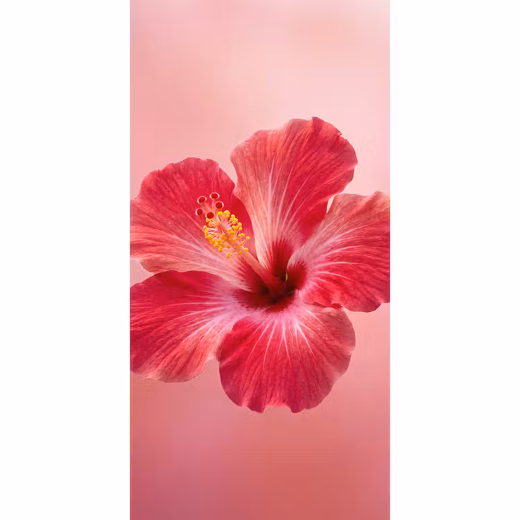 Behang - Rode bloem - Natuur — 2