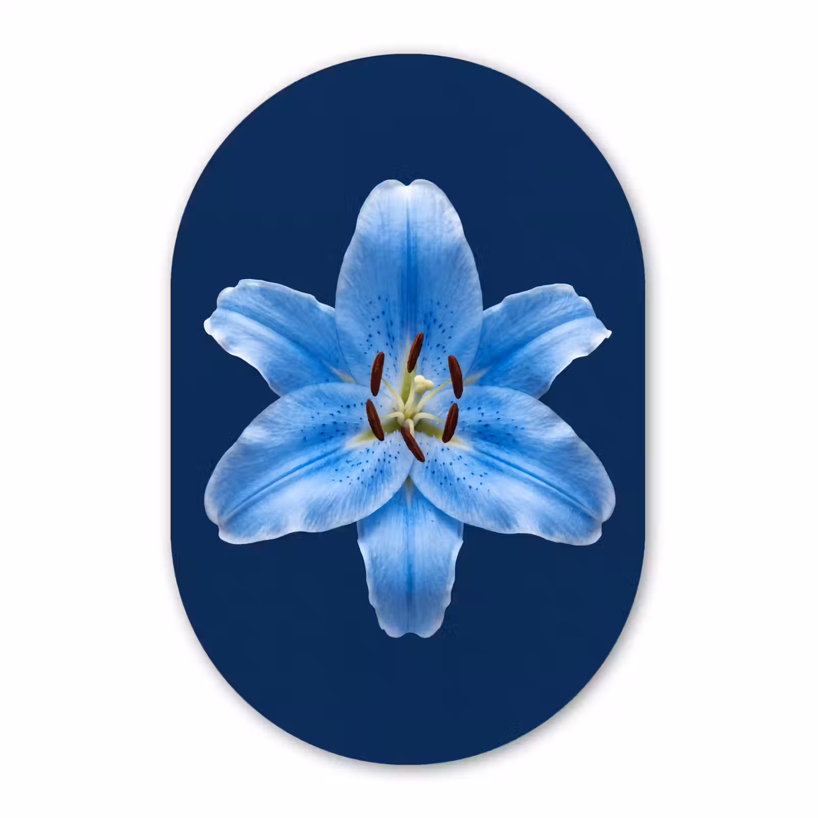 Muurovaal glas - Blauwe lelie - Bloemen — 1