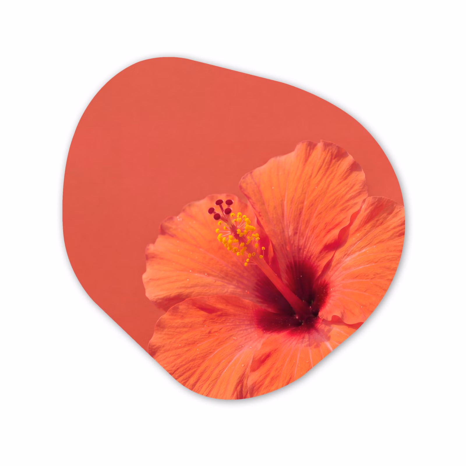 Organisch schilderij glas - Bloemen - Oranje - Natuur — 1