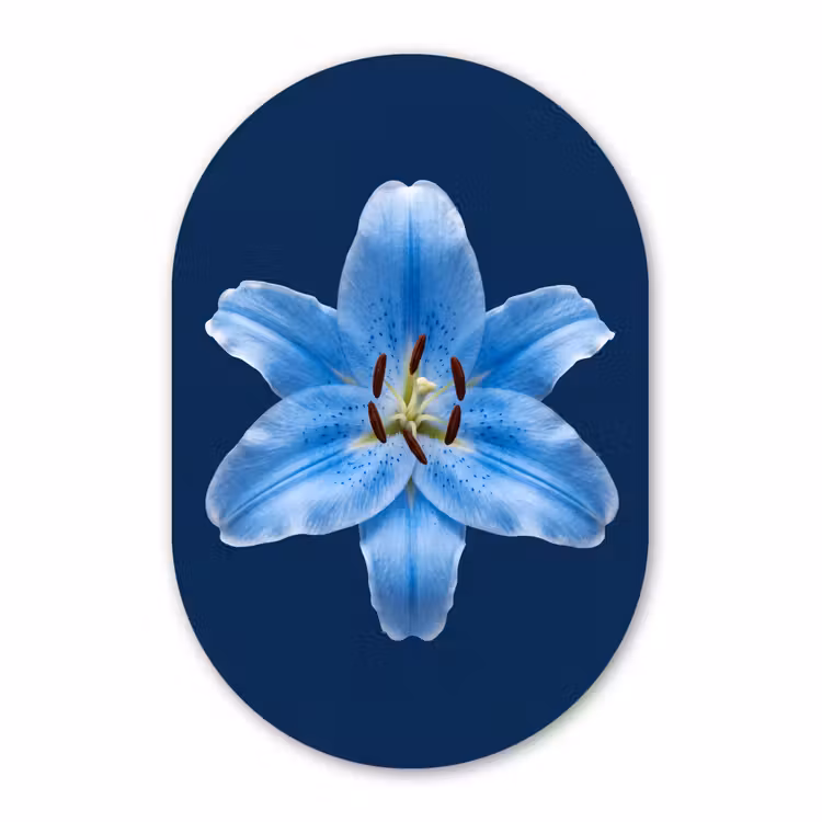 Muurovaal glas - Blauwe lelie - Bloemen — 1
