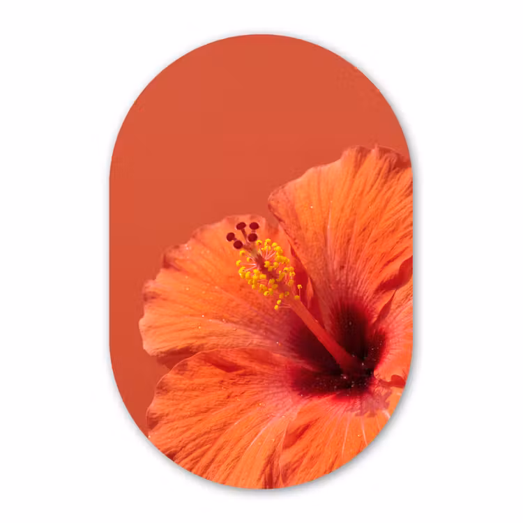 Muurovaal glas - Bloemen - Oranje - Natuur — 1