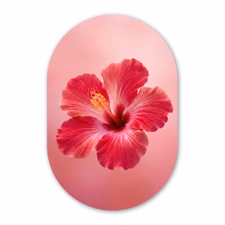Muurovaal glas - Rode bloem - Natuur — 1