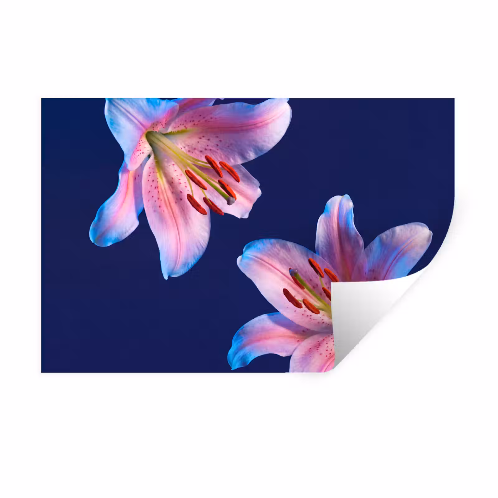 Muursticker - Bloemen - Kleurrijk - Botanisch — 1