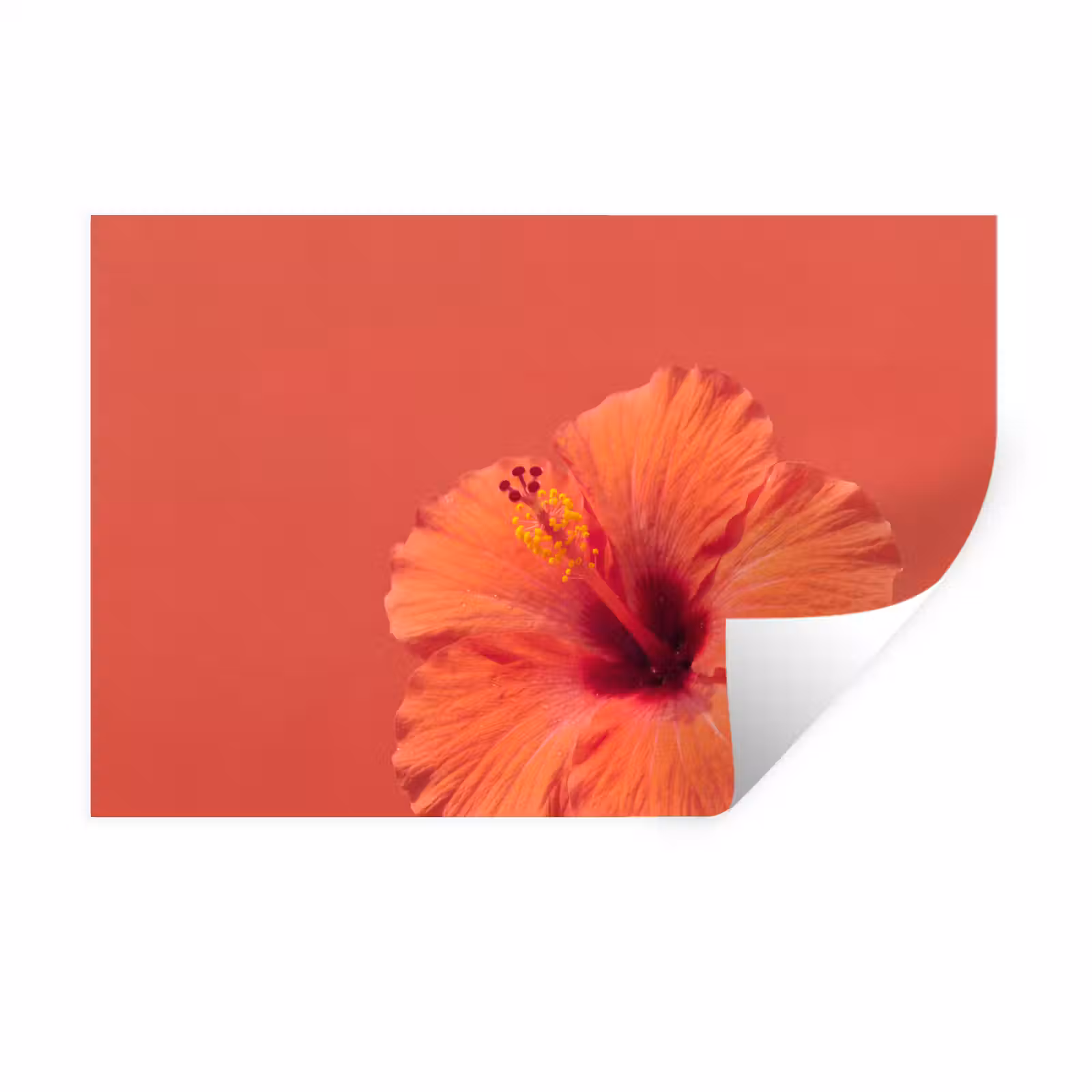 Muursticker - Bloemen - Oranje - Natuur — 1