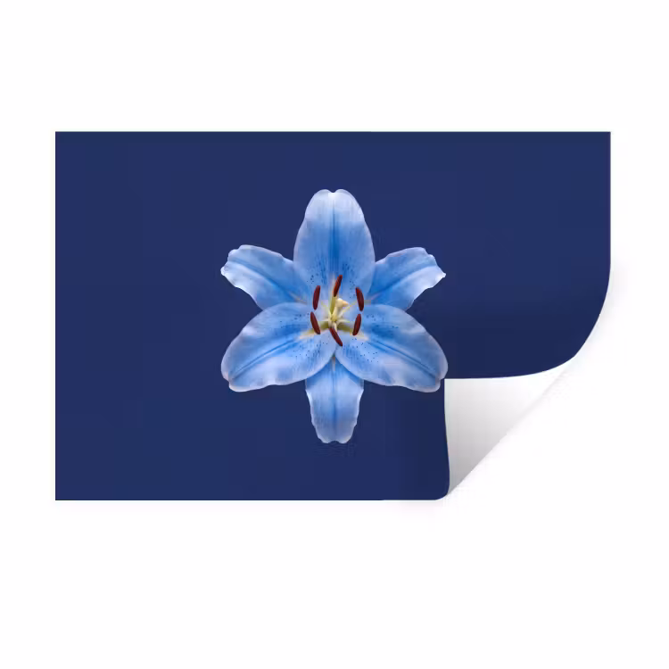 Muursticker - Blauwe lelie - Bloemen — 1