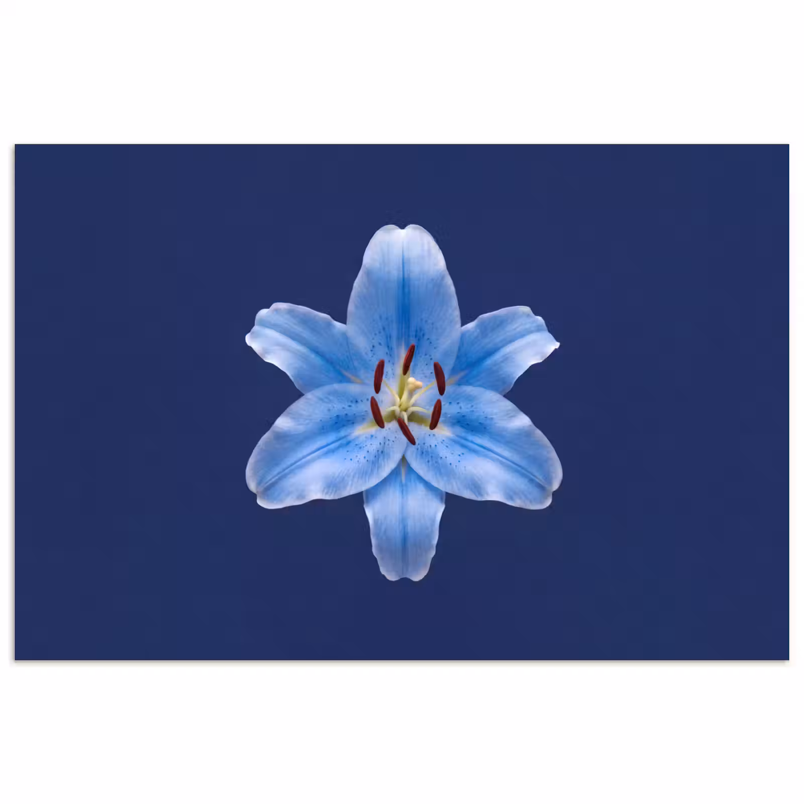 Poster - Blauwe lelie - Bloemen — 1
