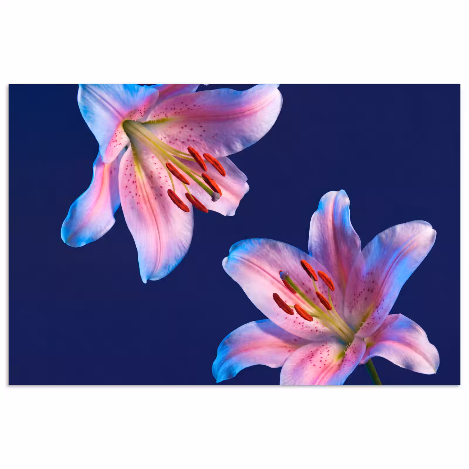 Poster - Bloemen - Kleurrijk - Botanisch — 1
