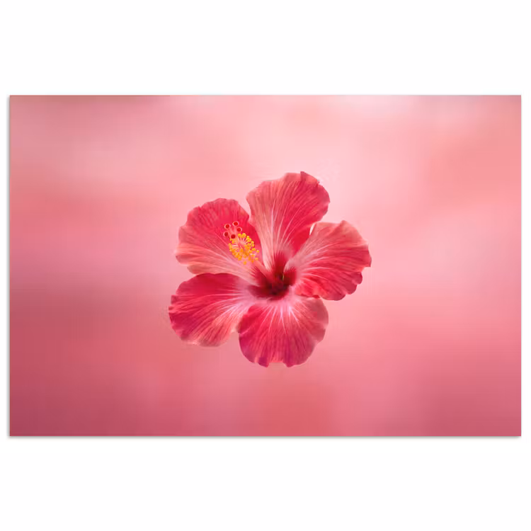 Poster - Rode bloem - Natuur — 1