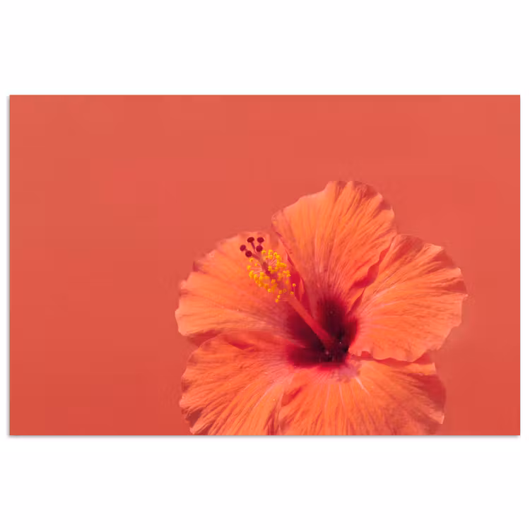 Poster - Bloemen - Oranje - Natuur — 1