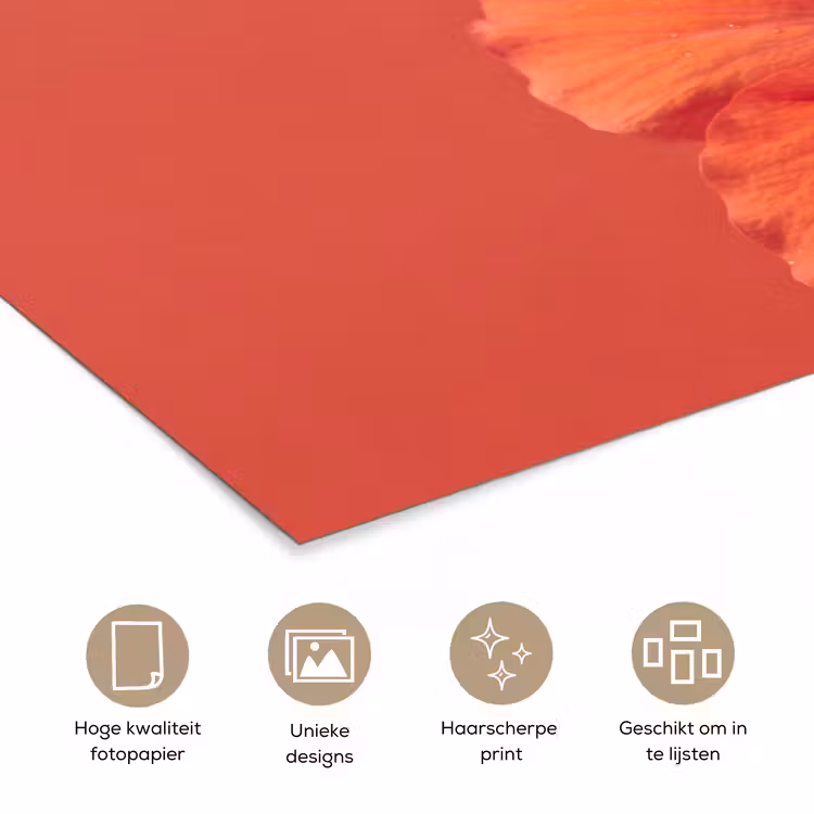 Poster - Bloemen - Oranje - Natuur — 5