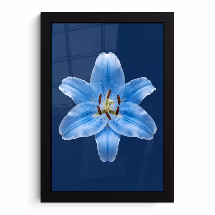Poster met lijst - Blauwe lelie - Bloemen — 1