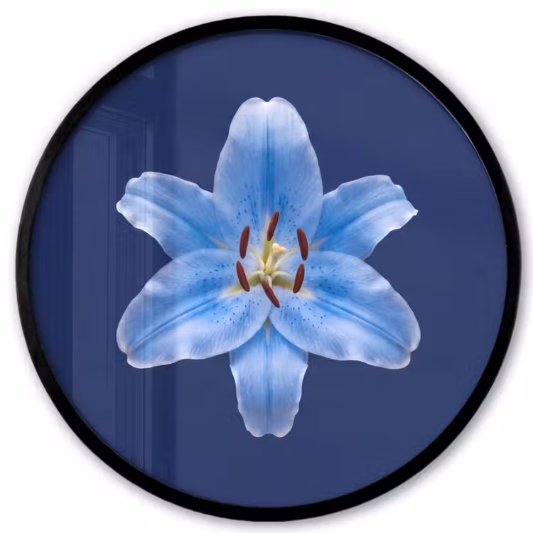 Ronde fotolijst - Blauwe lelie - Bloemen — 1