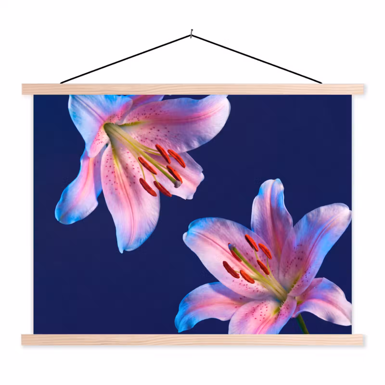 Schoolplaat - Bloemen - Kleurrijk - Botanisch — 1