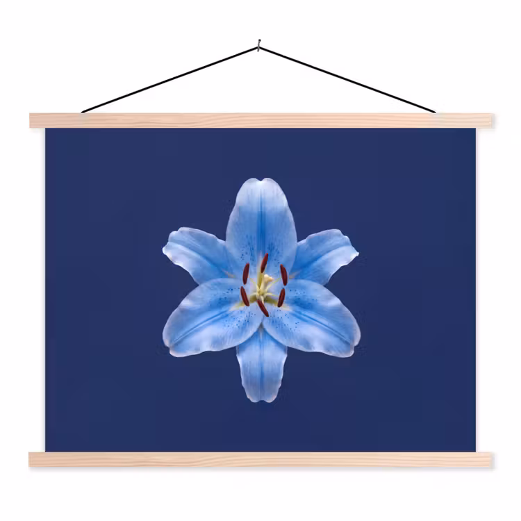 Schoolplaat - Blauwe lelie - Bloemen — 1
