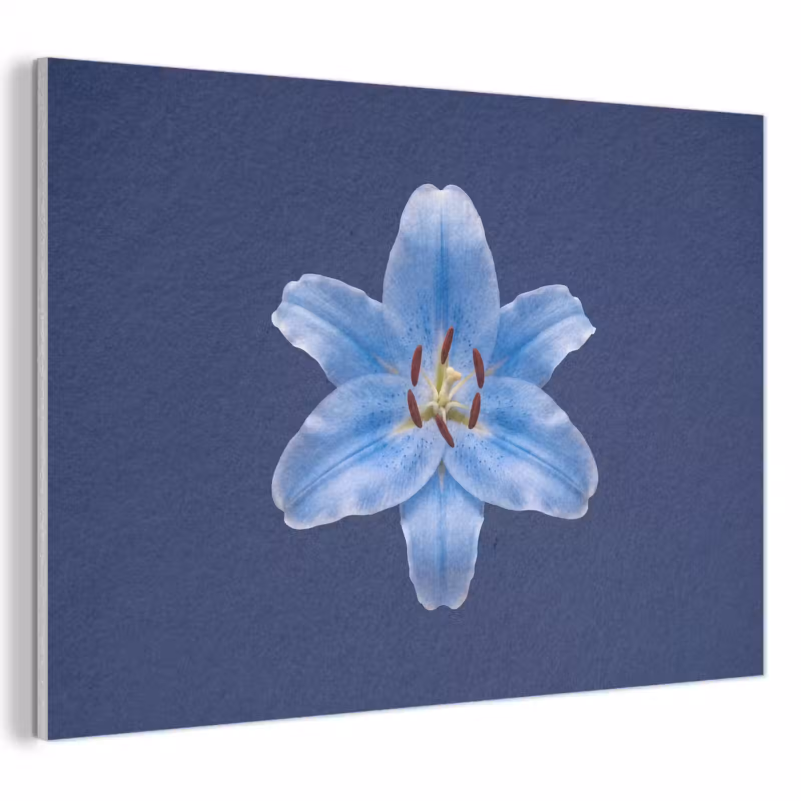 Akoestisch schilderij - Blauwe lelie - Bloemen — 1
