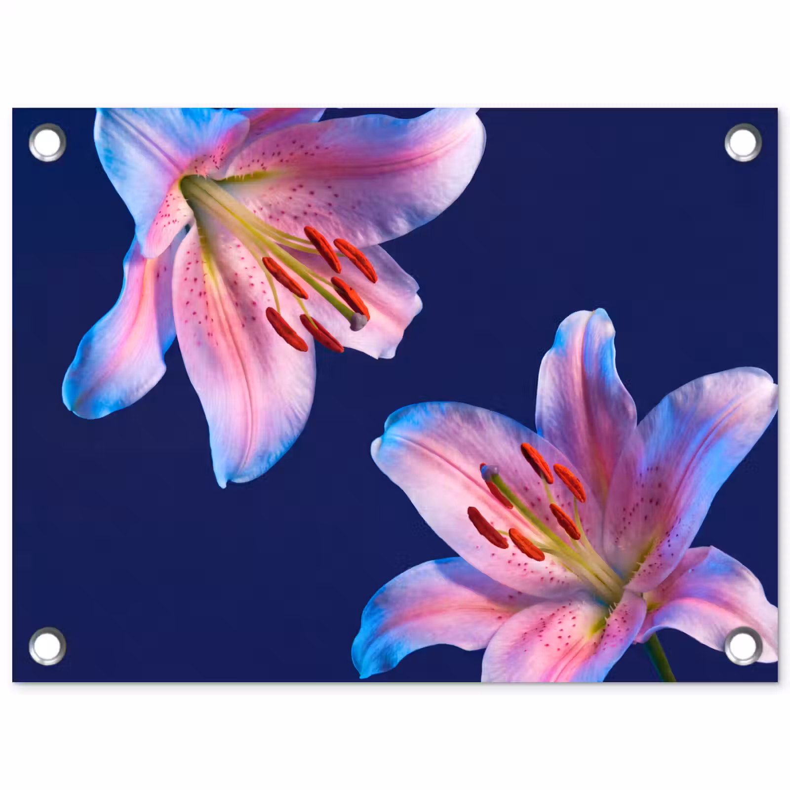 Tuinposter - Bloemen - Kleurrijk - Botanisch — 1