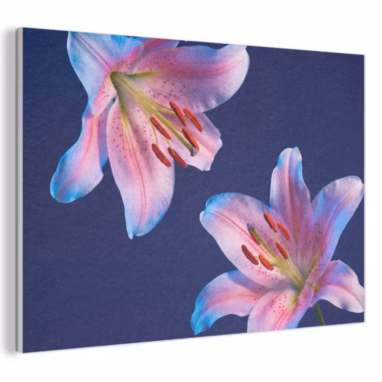 Akoestisch schilderij - Bloemen - Kleurrijk - Botanisch — 1