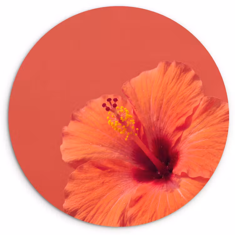 Muurcirkel glas - Bloemen - Oranje - Natuur — 1