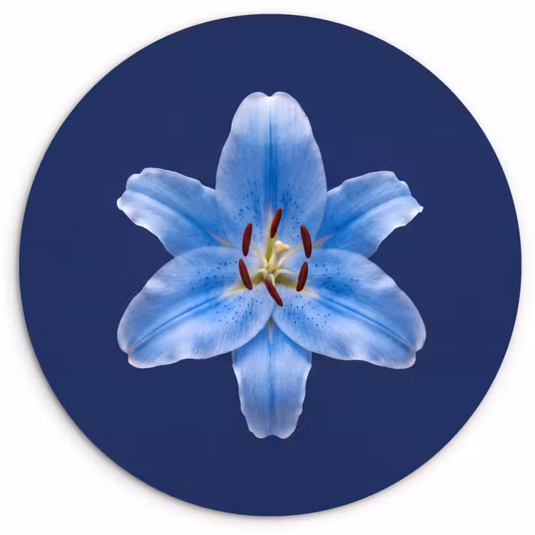 Muurcirkel glas - Blauwe lelie - Bloemen — 1