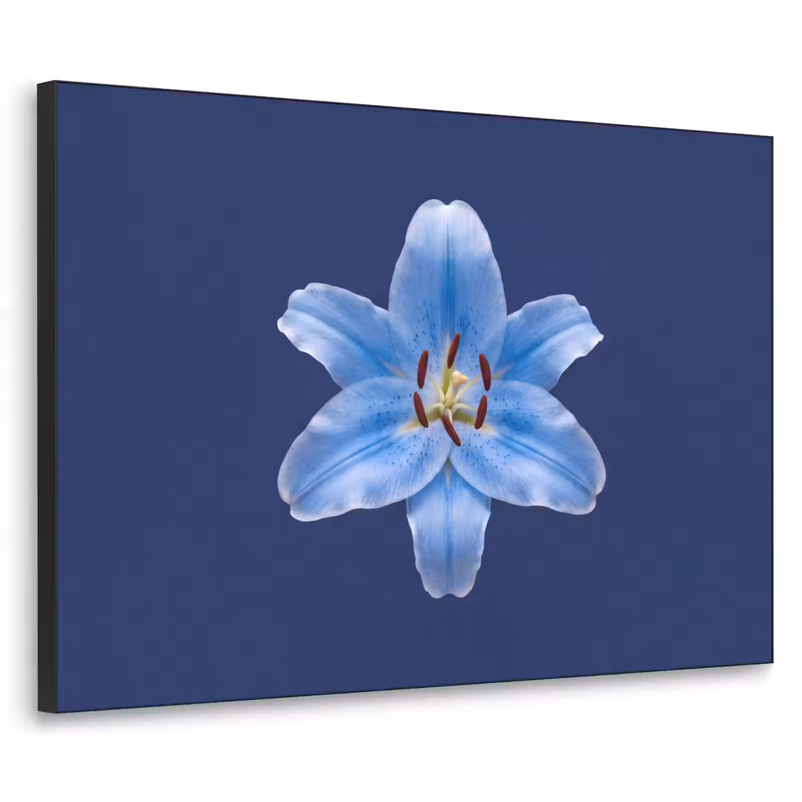 Art frame - Blauwe lelie - Bloemen — 1