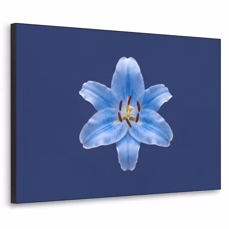 Art frame - Blauwe lelie - Bloemen — 1