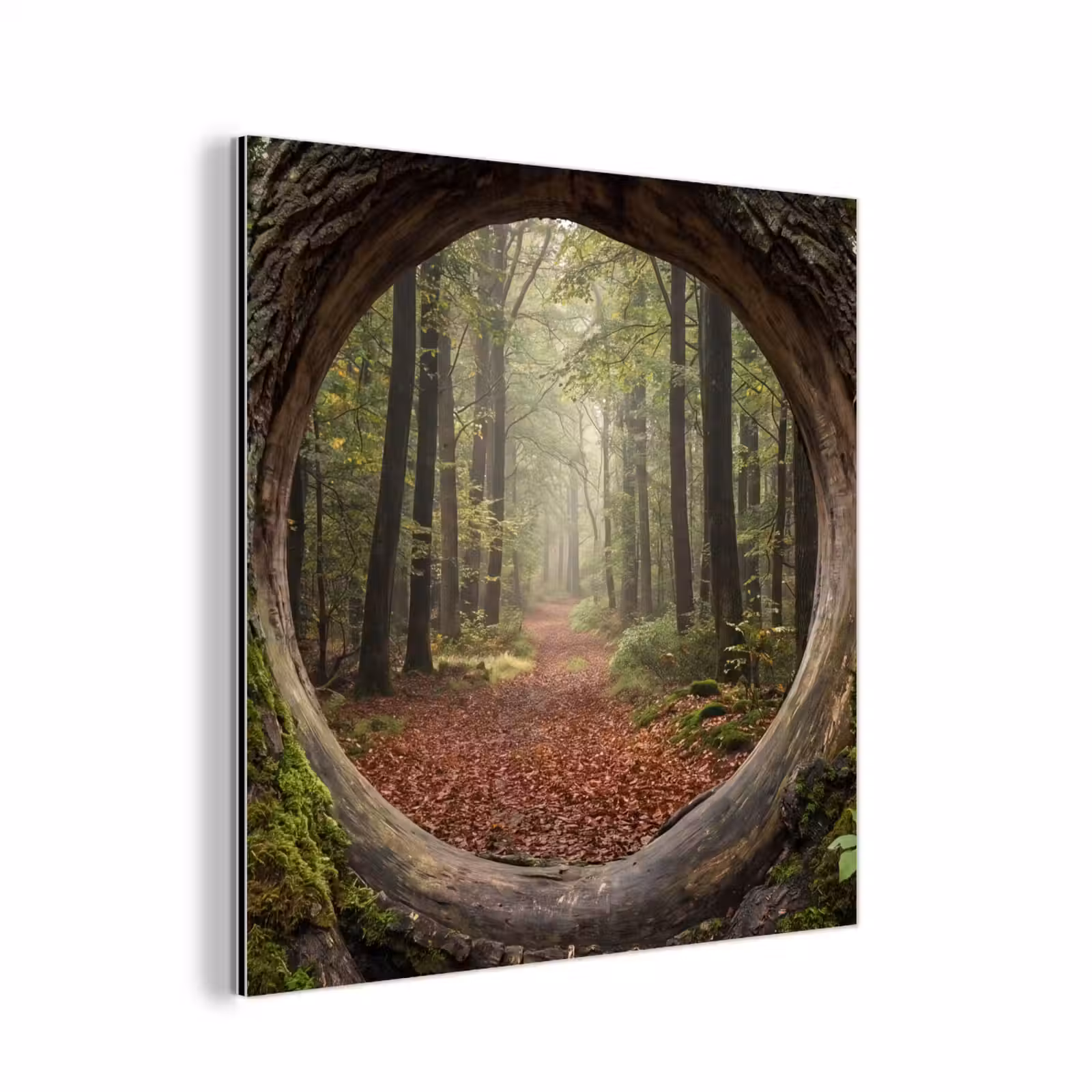 Aluminium schilderij - Boom - Bos - Natuur — 1