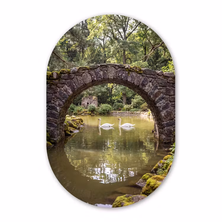 Muurovaal - Vogel - Water - Natuur — 3