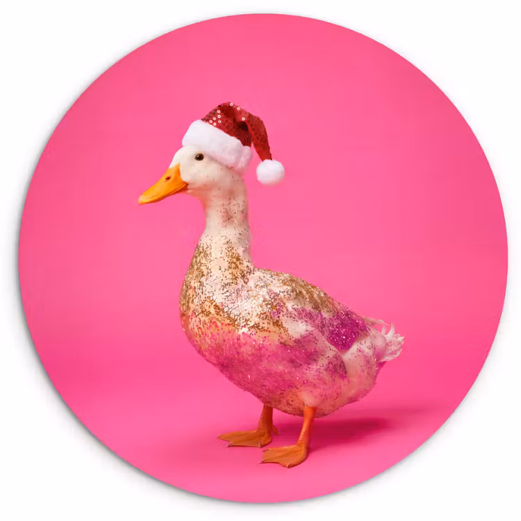 Muurcirkel - Vogel - Kerst - Roze — 1