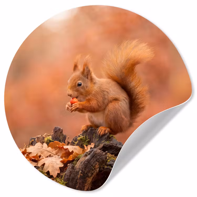 Behangcirkel - Eekhoorn - Besje - Herfst — 1