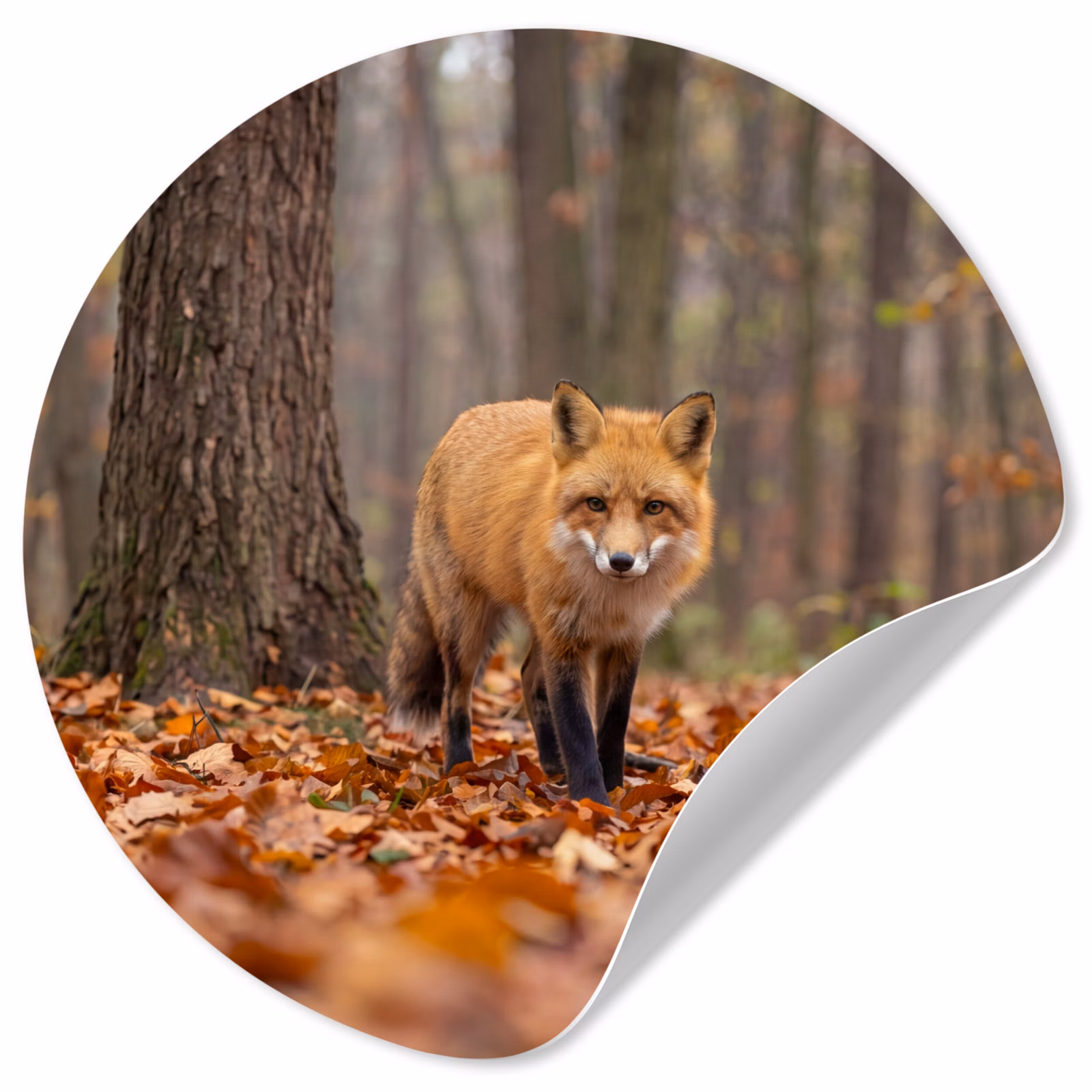 Behangcirkel - Vos - Herfst - Bladeren — 1